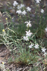 Dianthus arenarius