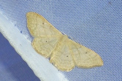 Idaea straminata