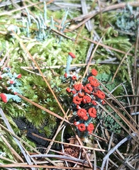Cladonia cristatella
