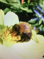 Bombus