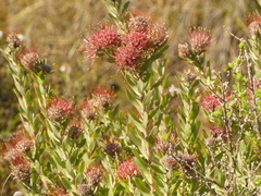 Leucospermum calligerum