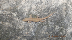 Hemidactylus frenatus