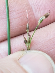 Juncus balticus