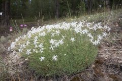 Dianthus arenarius