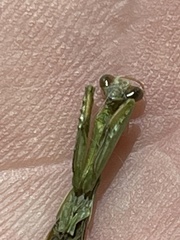 Mantodea