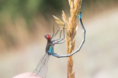 Erythromma najas