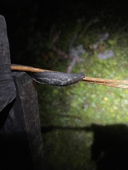 Limax cinereoniger