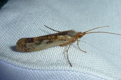 Limnephilus