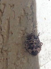 Antiteuchus mixtus