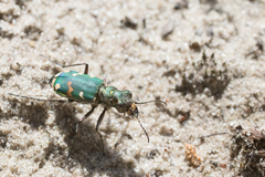 Cicindela soluta