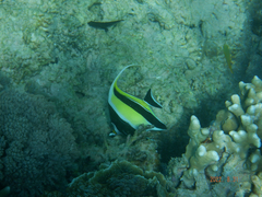 Zanclus cornutus