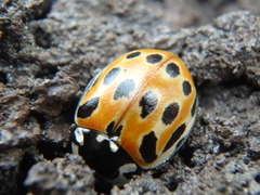 Anatis ocellata