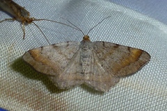 Macaria liturata