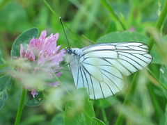 Aporia crataegi