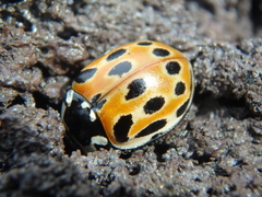 Anatis ocellata