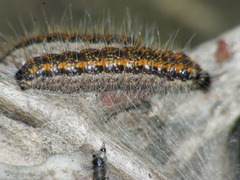 Aporia crataegi