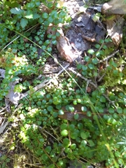 Gaultheria hispidula