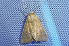 Mythimna albipuncta