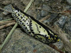 Aporia crataegi