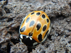 Anatis ocellata