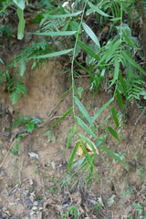 Flagellaria indica