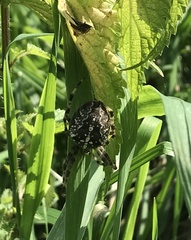 Araneus