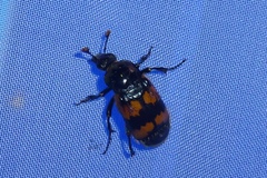 Nicrophorus vespillo