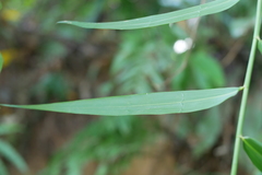 Flagellaria indica