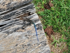 Plestiodon fasciatus