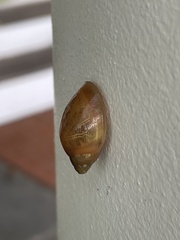 Euglandina rosea
