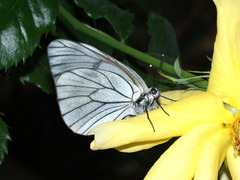 Aporia crataegi