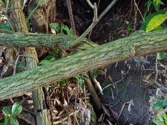 Trichostigma octandrum