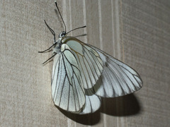 Aporia crataegi
