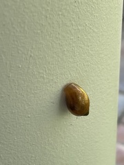 Euglandina rosea
