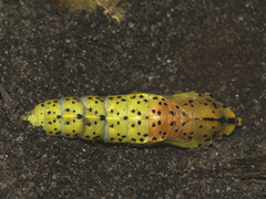 Aporia crataegi