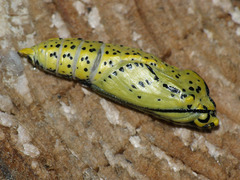 Aporia crataegi