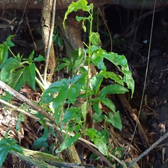Trichostigma octandrum