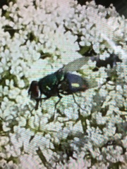 Protophormia terraenovae