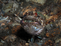 Dusky Jawfish photo 5