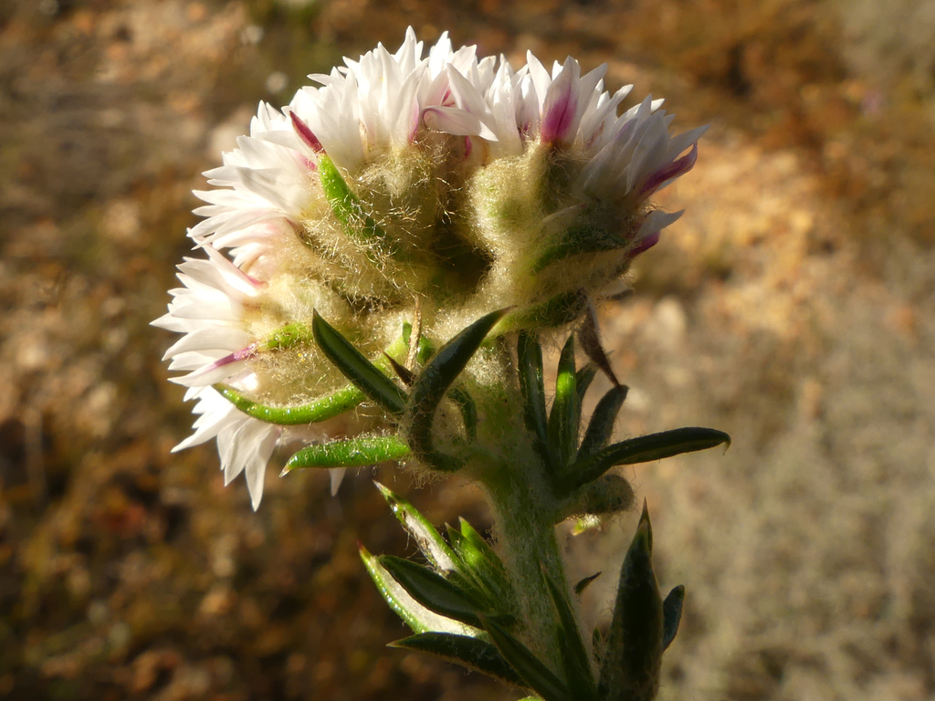 Upside-down Blombush