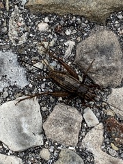 Allonemobius fasciatus