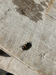 Nicrophorus tomentosus