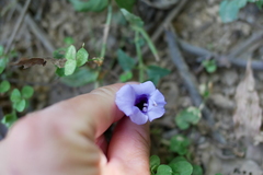 Torenia concolor