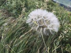 Tragopogon pratensis