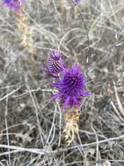 Eryngium leavenworthii