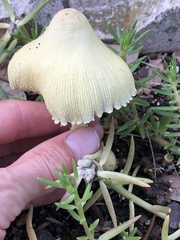 Leucocoprinus birnbaumii