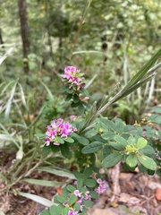 Lespedeza violacea