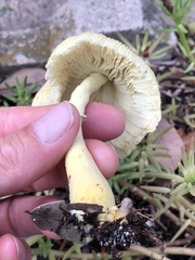 Leucocoprinus birnbaumii