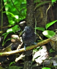 Thamnophilus bridgesi