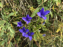 Gentianopsis ciliata